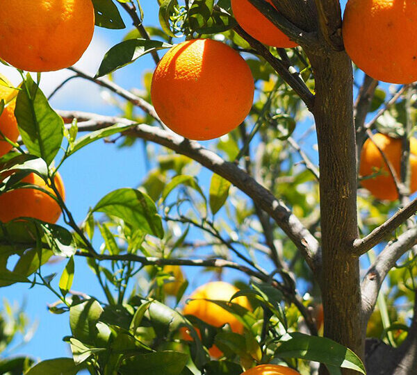 oranges-mures-molino