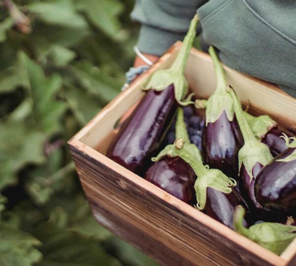 aubergine_molino_company